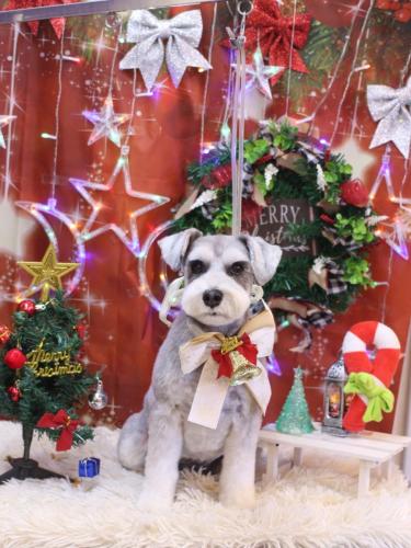 20231221むぎちゃん